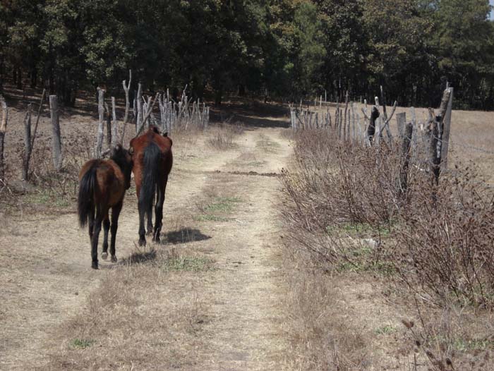 Los caballos en la primavera